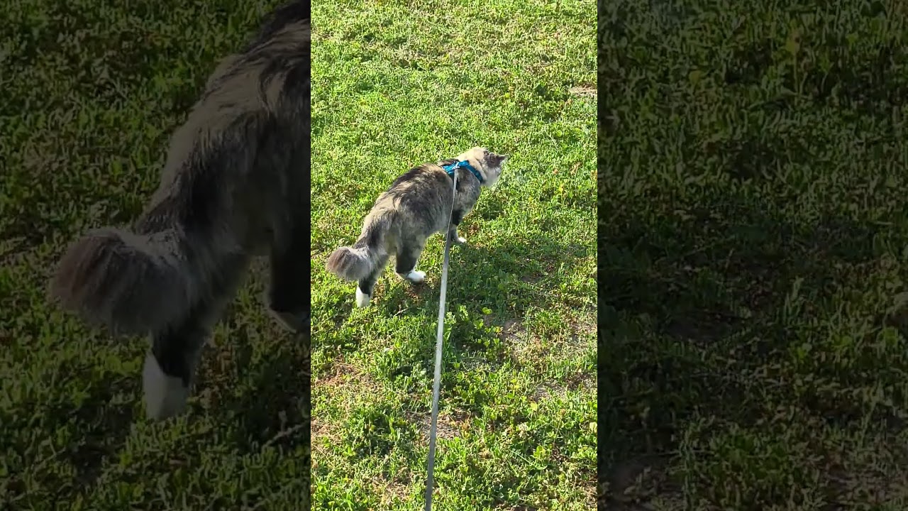 POV Taking a Cat on a Walk to Hunt Bugs #cats #catvideos #catshorts #catwalk #hunter #huntress