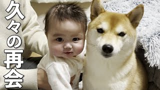 溺愛している赤ちゃんと週間離れると柴犬はこうなるw