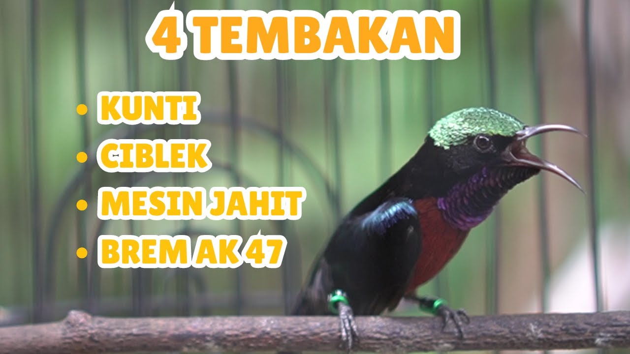 konin gacor 4 tembakan kunti, ciblek, mesin jahit & brem ak 47 cocok untuk masteran