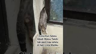 Download Lagu Nasib 🐈🐈🐈🐈 #music #oyenbarbar #kucinglucu #catlover MP3