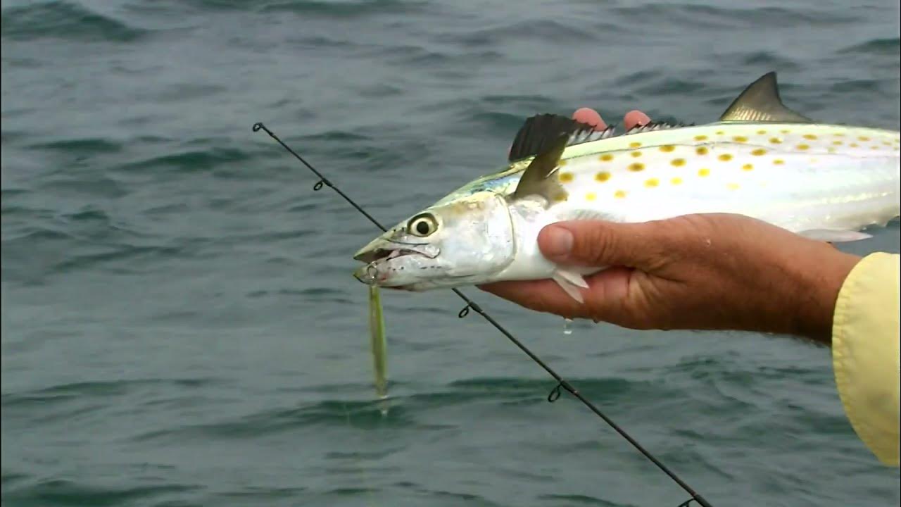 How To Catch Spanish Mackerel Part 2 YouTube