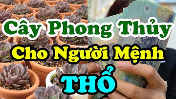 Người Mệnh Thổ Tìm Mua Ngay Cây Này Sẽ Giúp Nâng Cao Tài Vận, Tiền Bạc Ùn Ùn Kéo Về