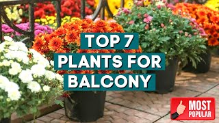 7 Flowers Perfect for Tiny Balconies  Transform Your Balcony into a Blooming Paradise