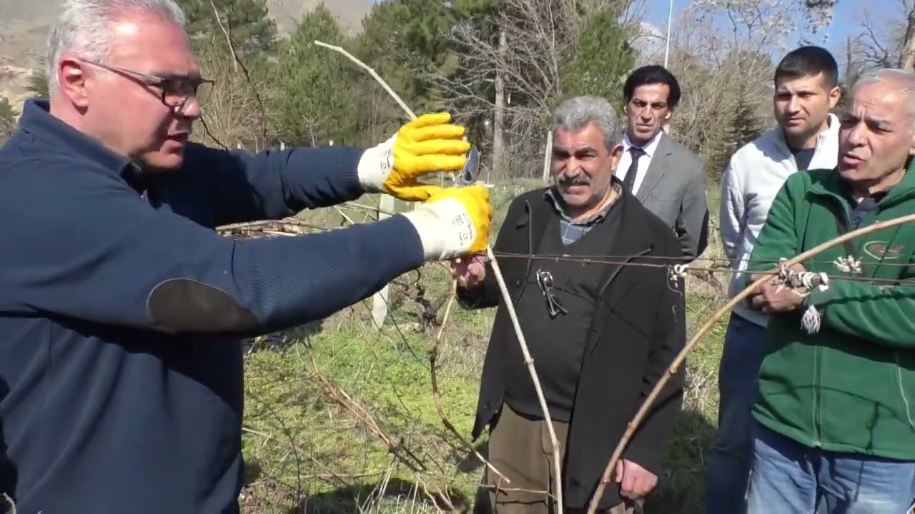 BAĞ BUDAMA, BAĞLARDA YÜKSEK VERİM, KALİTELİ ÜZÜM