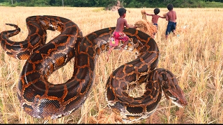 3 Chidlren Found Giant Python Snake At Paddy Field In Cambodia