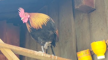 mus saib txiv tshuas cov qaib dib qua zoo nawb 24/1/ 2021