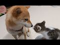 犬が苦手な子猫を柴犬に任せました。