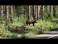 Huge Silver tip Grizzly Bear Crossing Road Grand Teton Yellowstone National Park