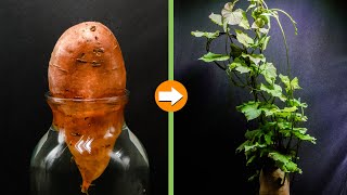 Growing Sweet Potato Vine In Water (35day Time Lapse)