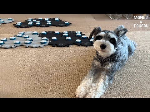 犬がこんな風に交渉してくるって信じられますか？
