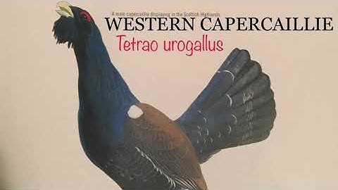 WESTERN CAPERCAILLIE (Tetrao urogallus) Bird Song
