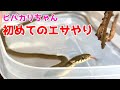 【蛇の捕食】かわいいヒバカリちゃん初めての餌やり