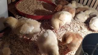 اليوم الرابع كولستين +بان فلور فى المياة على العلف توم بودروبصل بودر وجبة البركة وكركم 🐤🐔