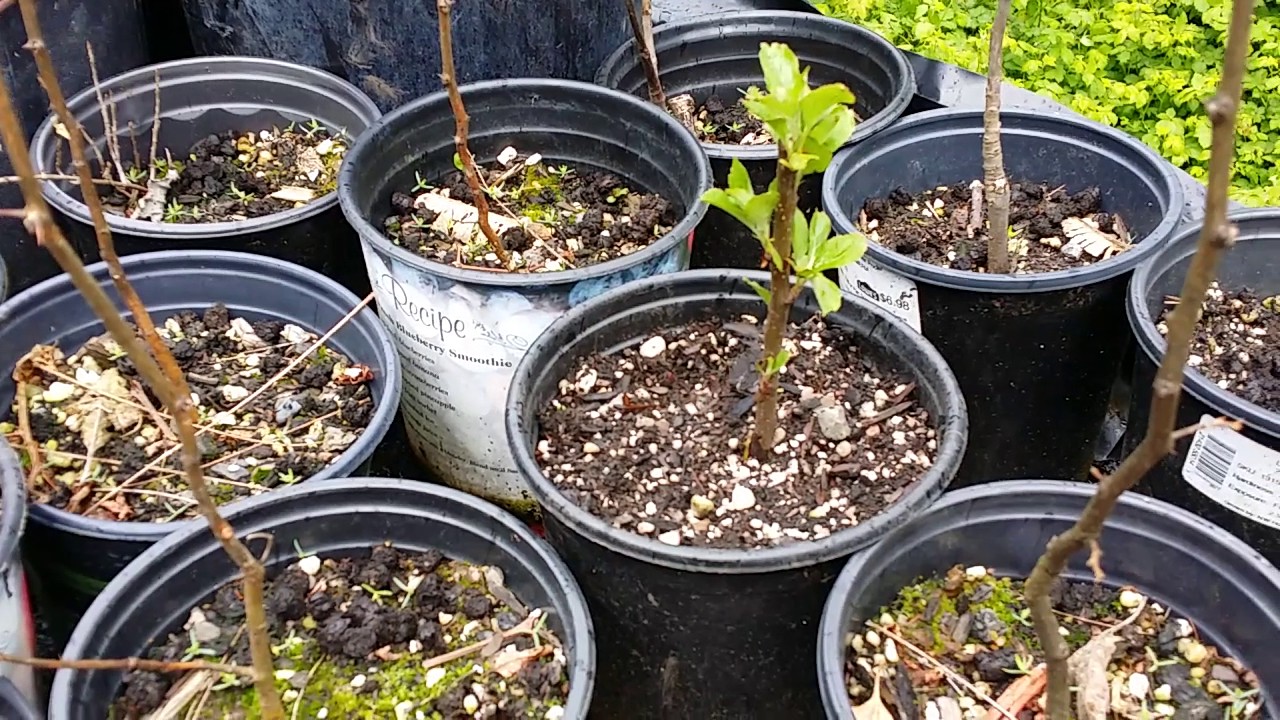 Apple Grafting update grafting 75 apples YouTube