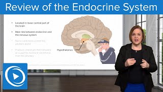 Review of the Endocrine System – Pharmacology | Lecturio Nursing