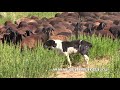 Гиссарские овцы -  шестимесячные ярочки хозяйства Баракат и кобель саги дахмарда