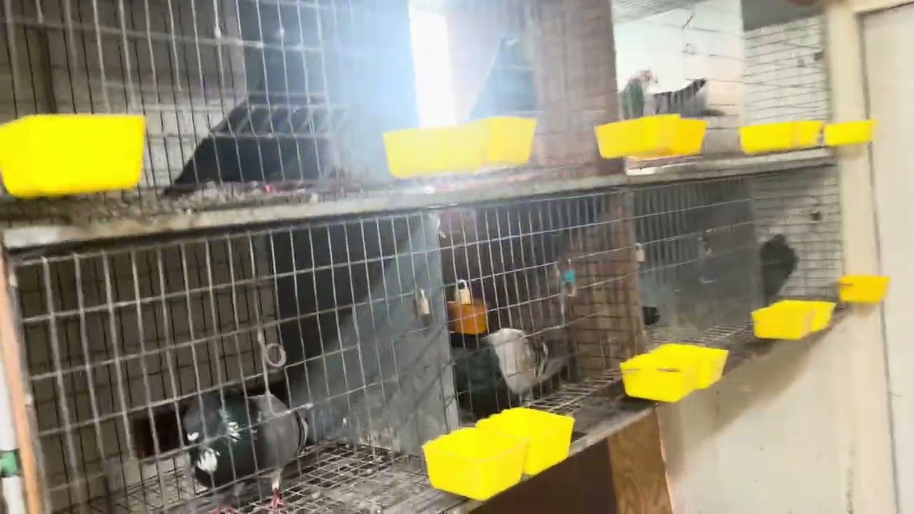 Vaya perla siete captura