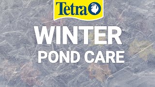 Do we need to trim pond plants for winter?