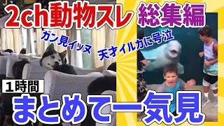 【2ch動物スレ】天才イルカのいたずらで号泣後ろの席をガン見し続けるイッヌが可愛すぎる他