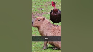 Capybaras - The friendliest creatures in the world 🫶 🐹 💚