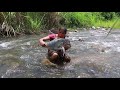 Primitive In forest one - woman Catch  fish Large in River - Catch fish cook the fish Eat