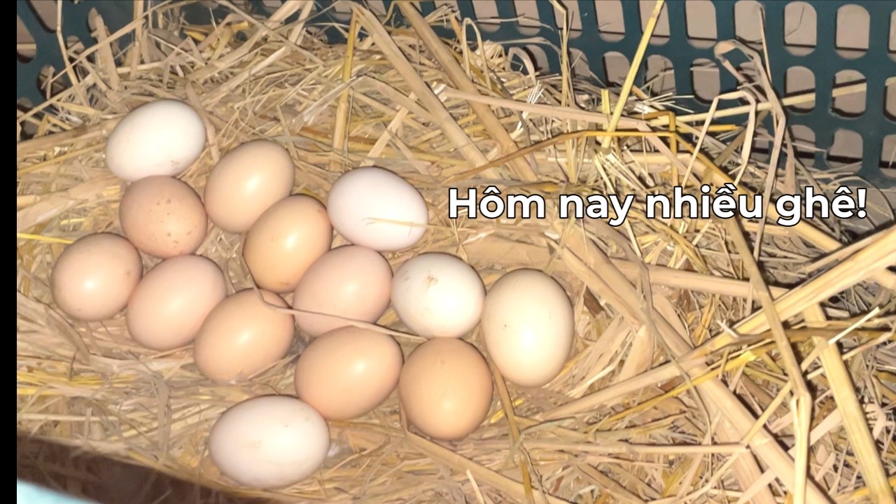 Sáng cho gà ăn rồi nhặt trứng