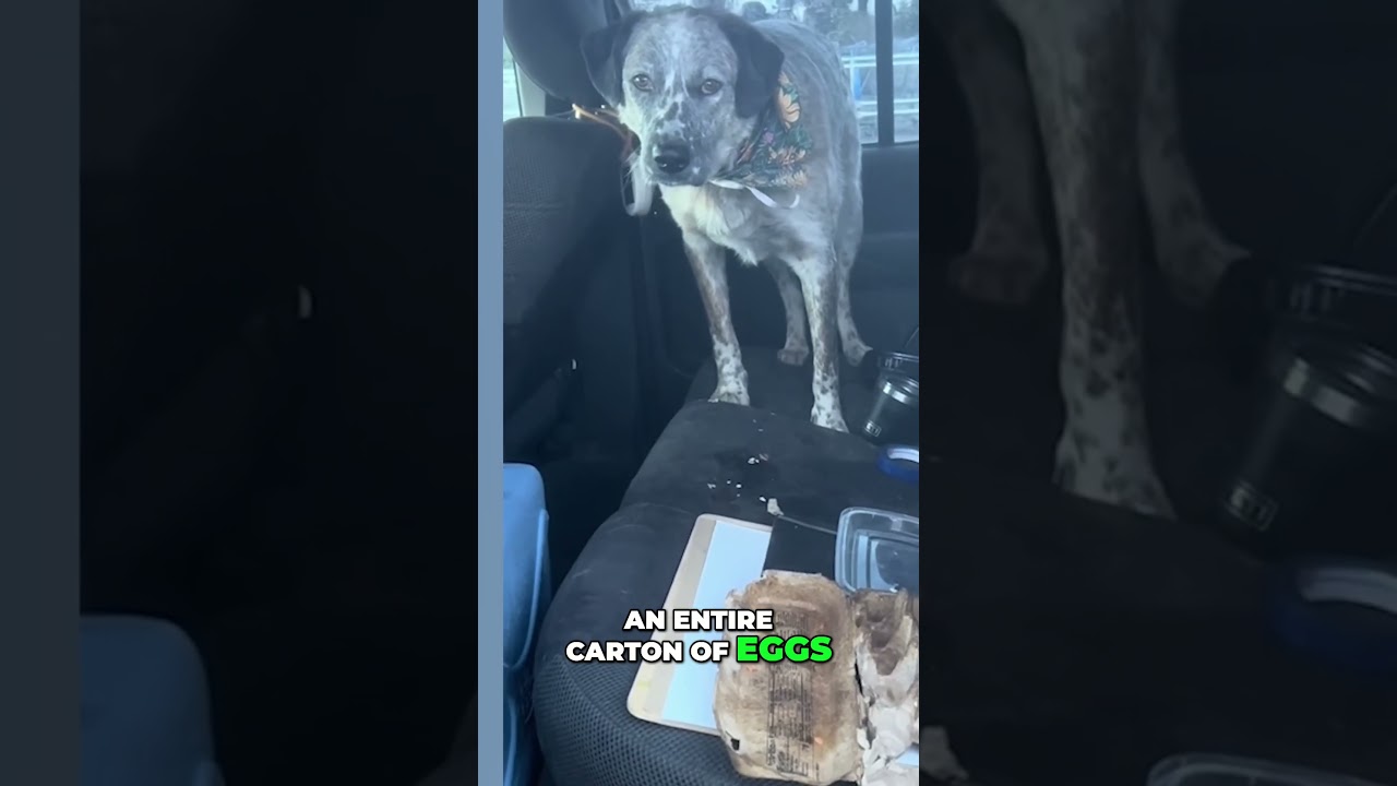 These animals are OUT OF CONTROL 🤣 