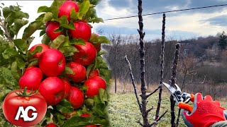 Correct pruning and shaping of colony apple trees  Secrets and recommendations