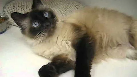 Watch the video about Meet Rico Suave a Siamese currently available for adoption at Petango.com! 2/7/2011 5
