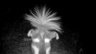 Spotted Skunk Handstands Camera by coyotecams 11,802 views 4 years ago 21 seconds