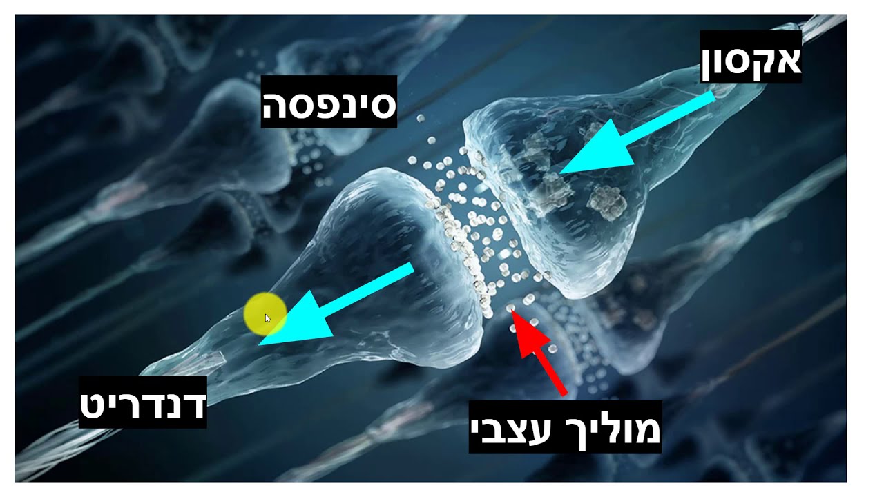 מערכת העצבים לבגרות בביולוגיה - חלק א - YouTube