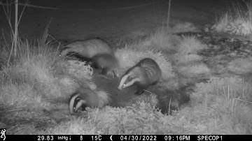 New Forest Explorers Guide - Badger cubs in the days after first emergence above ground