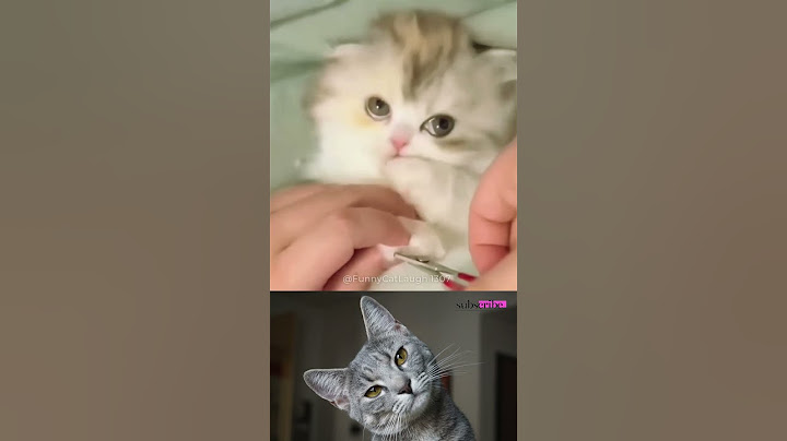 Adorable Kitten Behaviors That Will Make You Laugh Out Loud 😂 | #FunnyCats #CatShorts #viralshorts