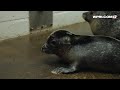 Video Now: Seal Pup Born at Mystic Aquarium