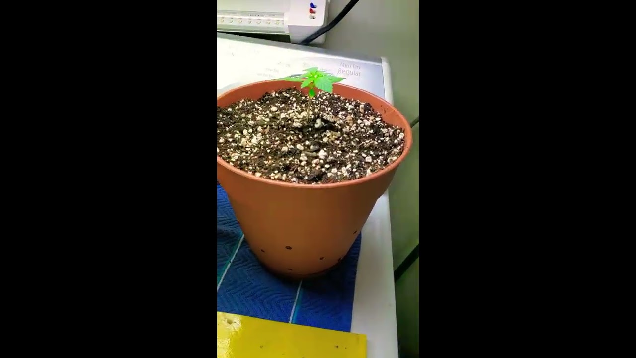 1000 watt hps grow tent