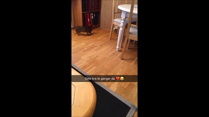 Video 58801: abyssinian cat playing, female abyssinian, cat playing mouse, cat toy mouse