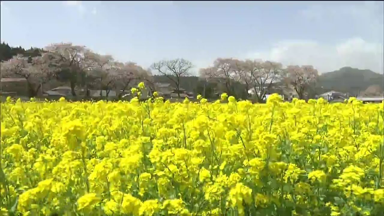 一面、真っ黄色」“菜の花”見ごろでサクラは花吹雪 宮城・大崎市 - YouTube