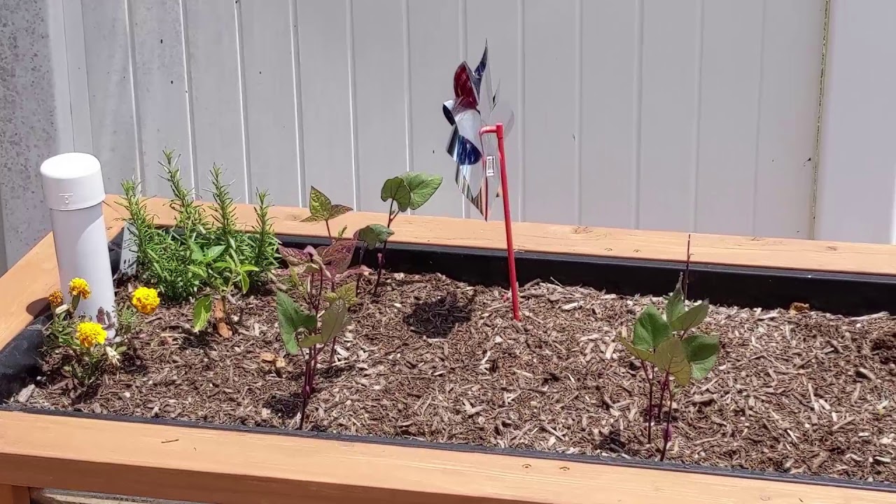 Hydroponic  Success, Wicking Bed Failure an Urban Garden Update