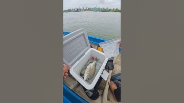 Câu cá tráp bằng mồi trùng bẹ , bột tại làng bè hào , cảng cái mép #toantapcau #caucathugian