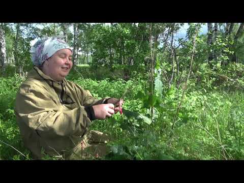 АВЕЛУК - КОНСКИЙ ЩАВЕЛЬ || Его заготовка