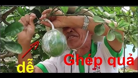 🌱Cách ghép quả bưởi trên chậu chơi tết .Hiệu quả 100%.