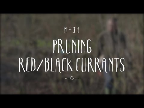 How to grow and prune red currant