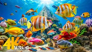 DREAM AQUARIUM 4K - Marine Life, Sea Animals and Coral Reef Fish Tank Sounds for Deep Sleep #6