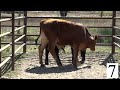 Steer 7 Weight 750 Feeder Calf