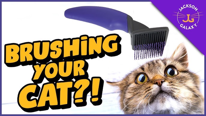 The 10 Best Cat Brushes of 2023, Tested and Reviewed