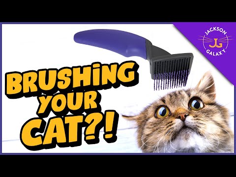 Video: How To Brush Your Cat If He Resists Strongly