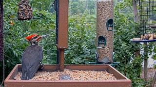 Pileated Woodpecker Sends Mourning Doves Flying At Cornell Feeders | July 21, 2026