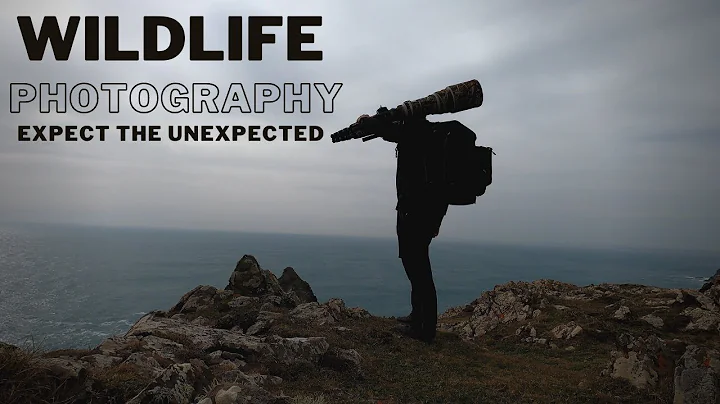 WILDLIFE PHOTOGRAPHY | Expect the Unexpected | Rav...