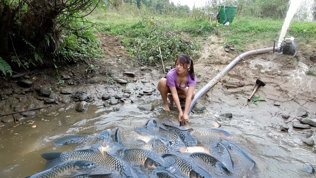 30 Days and nights Harvesting 1000+ Big Fish on a Rainy Day, Traditional Fishing | Nguyet Fishing