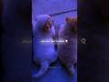 Golu Molu 💕🐕|| Cute Dogs 🐶|| Tranding ❤️‍🔥 || #shorts #lyrics #edit
